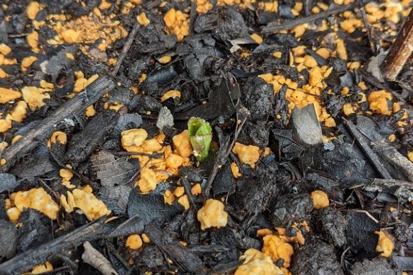 新芽が生えてきました！！