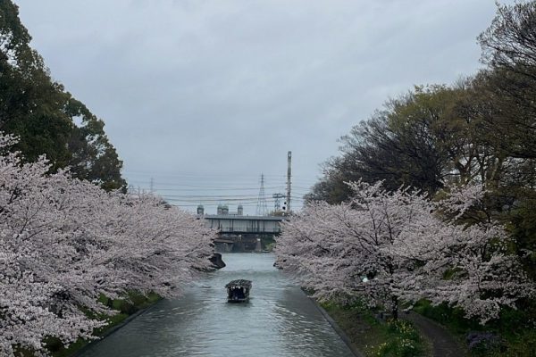 京都の桜シリーズ　Part1