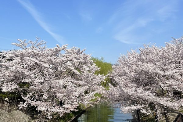 京都の桜シリーズ　Part5