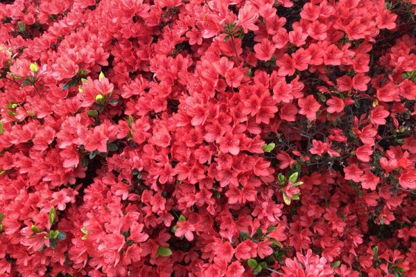 長岡天神のツツジとお猿さん