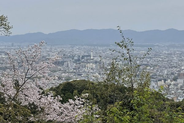 京都の桜シリーズ　Part6