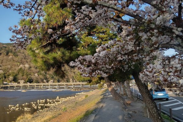 京都の桜シリーズ　Part4