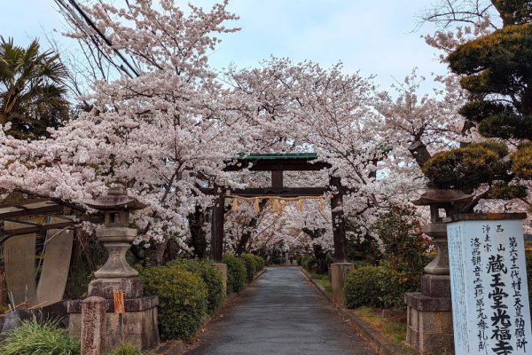 京都の桜シリーズ　Part3