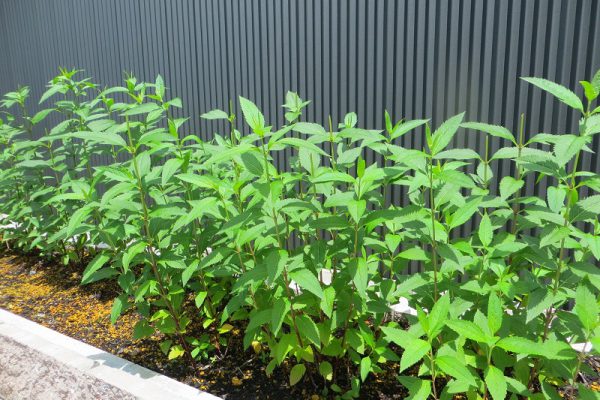 こんなに大きくなりました！！