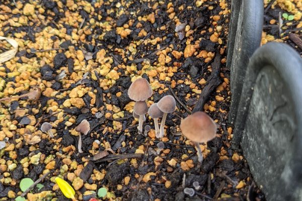 花壇のキノコ