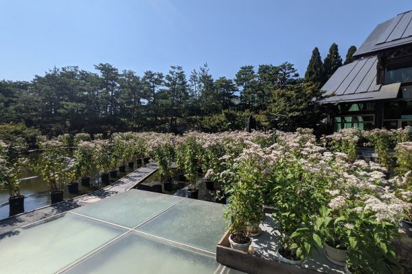 藤袴と和の花展