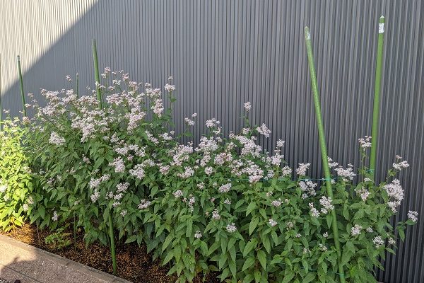 藤袴が満開になりました！