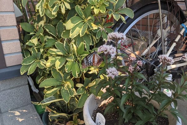 アサギマダラの飛来