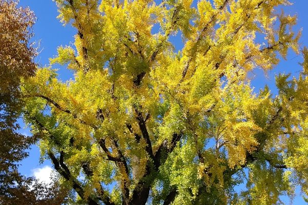オッサンの街ブラ日記