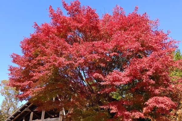 オッサンの山ブラ日記　Part8