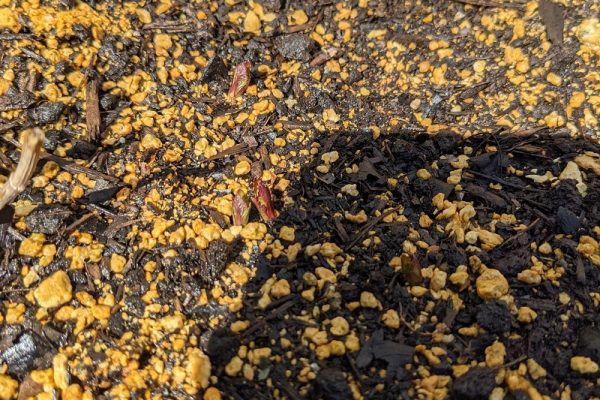 新芽出ました！！