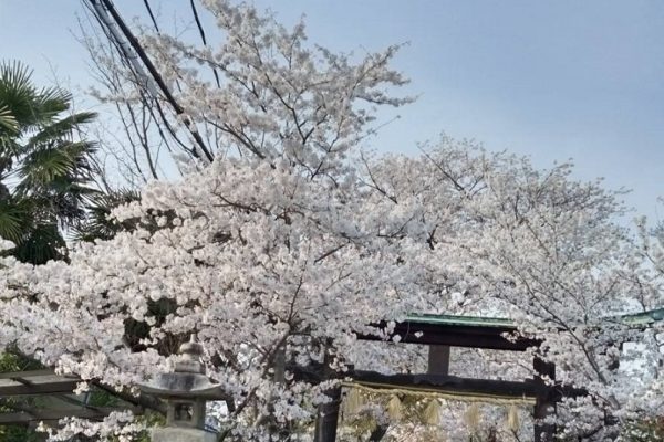 近所の桜