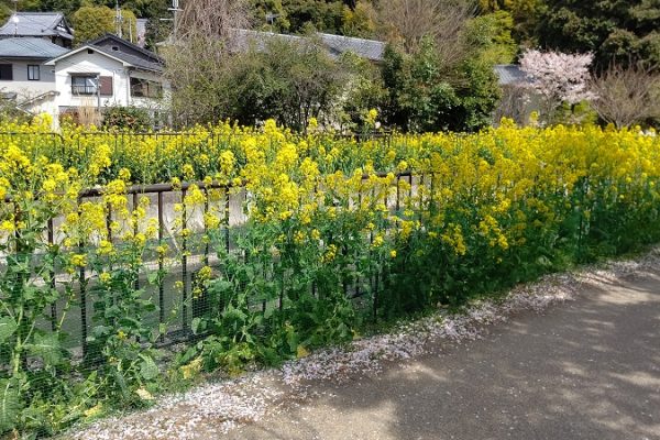 オッサンの街ブラ日記