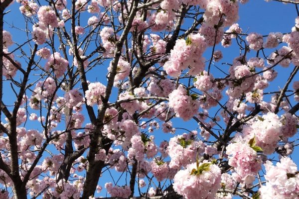桜と子どものイベント