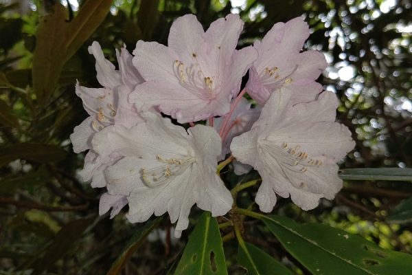 オッサンの山ブラ日記Part16