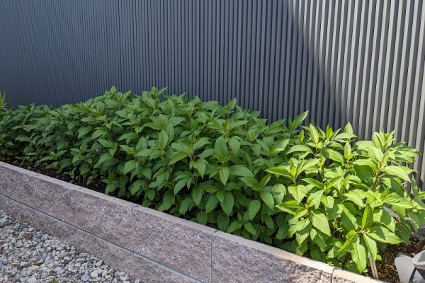 藤袴の成長スピード