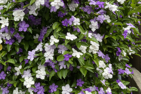 ニオイバンマツリ