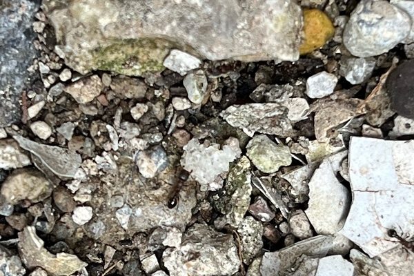 蟻さんとお友達