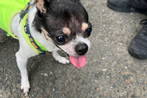 13年目のワンコ