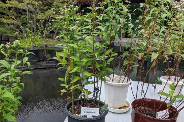 藤袴と和の花展へ行ってきました