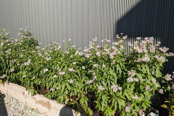 藤袴が満開です。