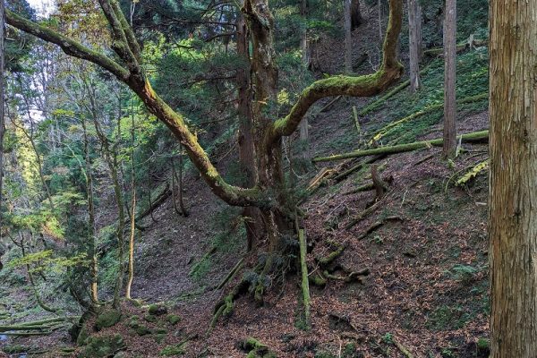 オッサンの山ブラ日記Part29