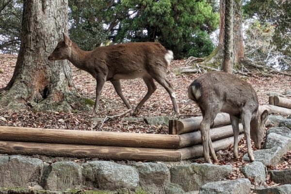 オッサンの山ブラ日記Part31