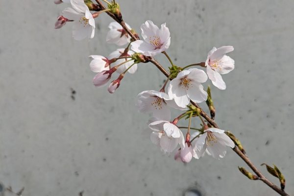 会社の桜