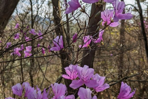 オッサンの花と山