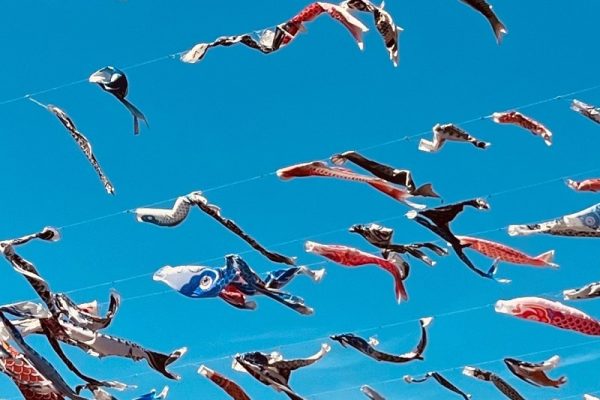 芥川上空を泳ぐ約1000匹の鯉のぼり🎏✨