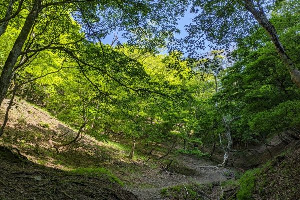 オッサンの山ブラ日記Part38