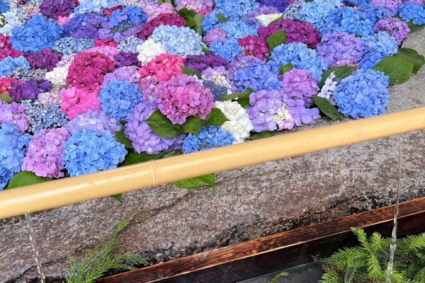 太宰府天満宮🌳ʾʾ