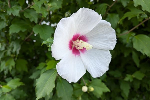 ムクゲと万葉集