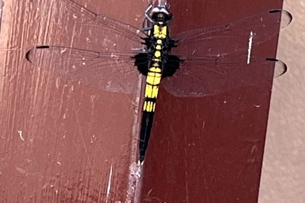 トンボ捕まえた♡