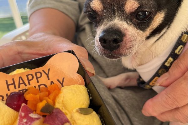愛犬スポットくん14歳の誕生日祝い
