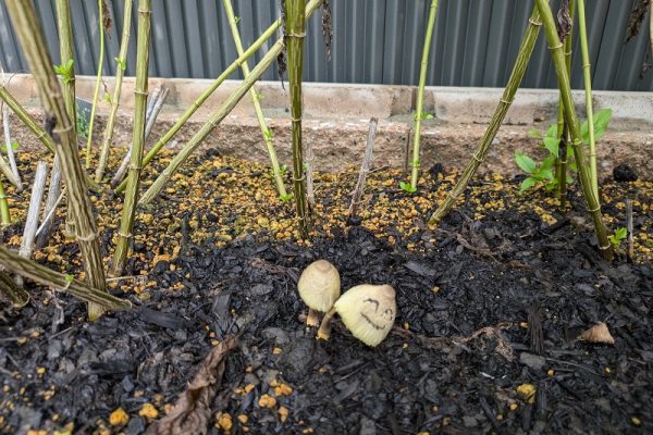 社員のいたずら