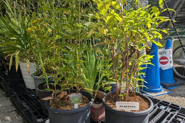 フジバカマのエコロジカルな花展の開催情報