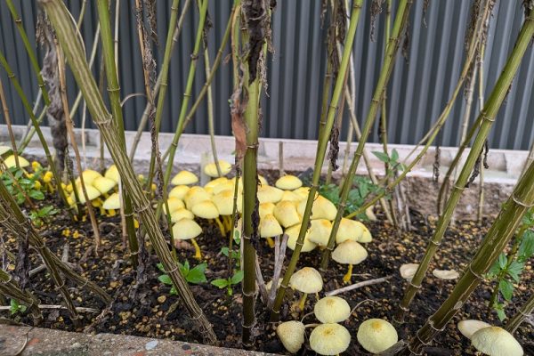 会社花壇に咲く黄色いキノココガネキヌカラカサタケの観察日記