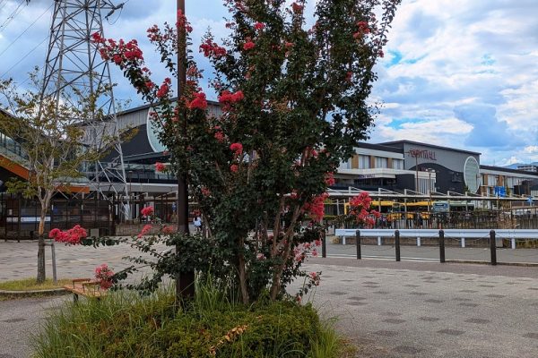 身近なのに知らなかったサルスベリの魅力