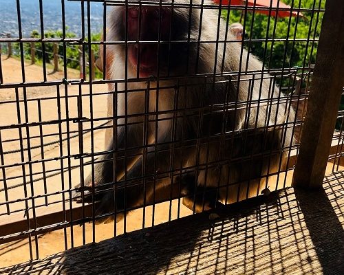 🐒初心者でも楽しめるプチ登山🏔️