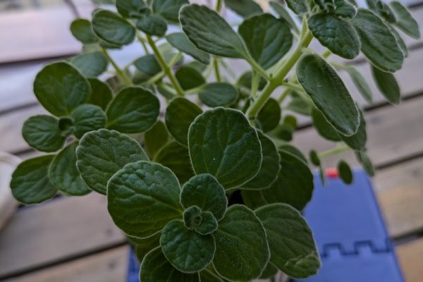 G対策のアロマティカス