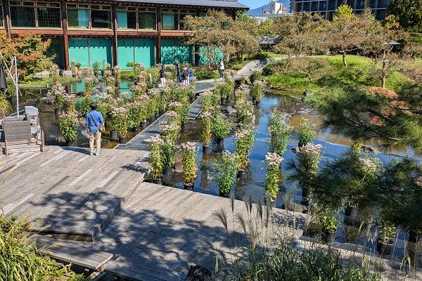 藤袴と和の花展