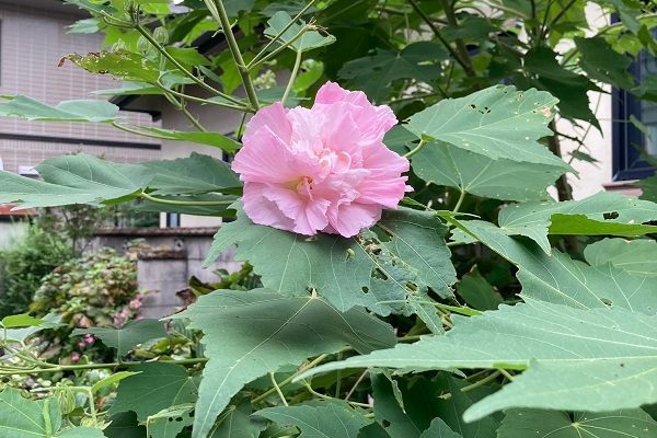 朝白午後ピンクに変わる酔芙蓉の魅力