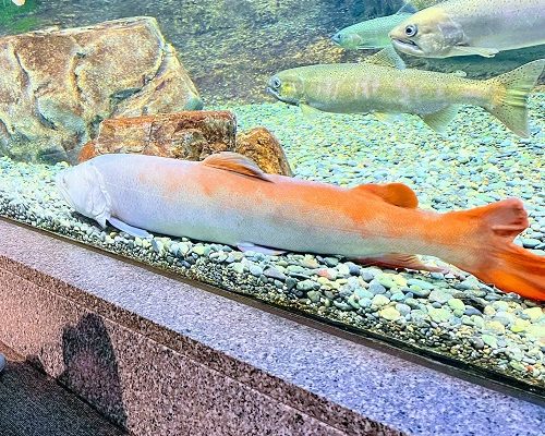 🐟小さな水族館と博物館が楽しめる ✨  びわ専