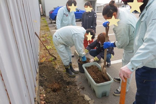 KES植栽活動での藤袴と二葉葵の植替え作業