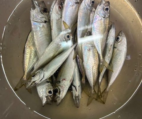 舞鶴釣行！友人と一緒に釣りを楽しむ