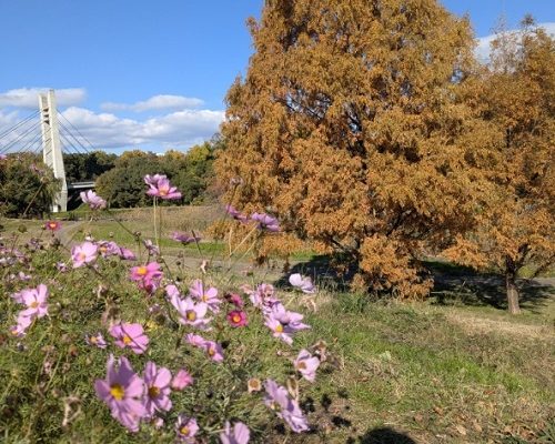 山田池公園で秋の公園散策🍁