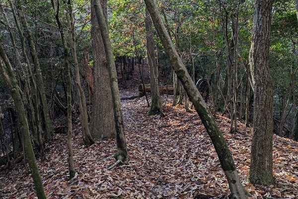 オッサンの山ブラ日記Part49