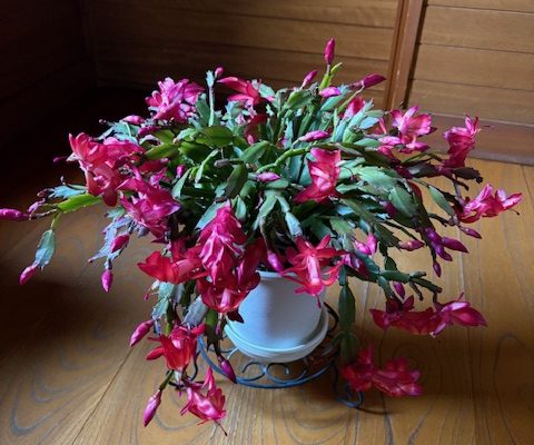 シャコバサボテン