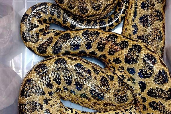 超大型生物と暮らす私の新たな挑戦と夢